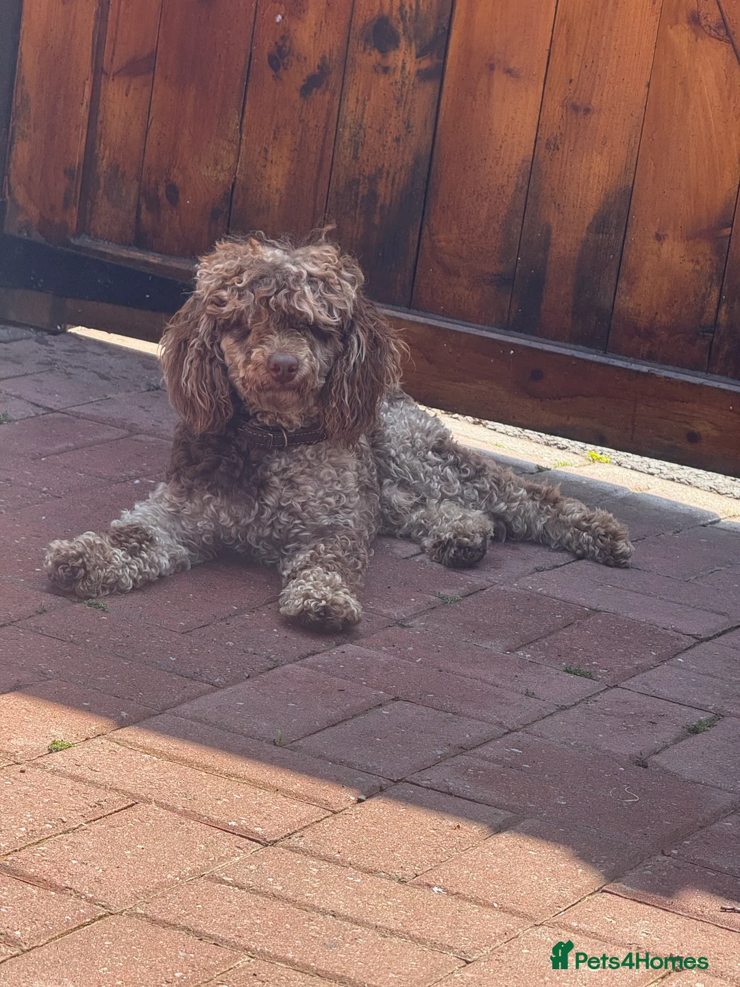 Toy Poodle dogs for stud: Chocolate Merle Toy tri gene stud  - Advert 4