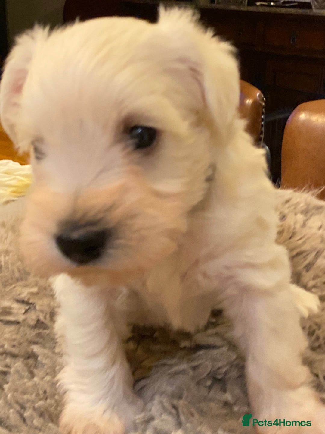 Miniature Schnauzer dogs for sale: 5*KC MINIATURE SCHNAUZER PUPPIES  - Advert 3