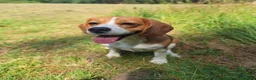 Beagle dogs for sale: Kc registered beagle puppies 🐶  - Advert 4