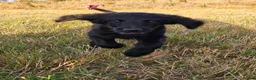 Goldendoodle dogs for sale: Beautiful f1 Goldendoodles  - Advert 9