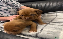 Dogue De Bordeaux dogs for sale: Stunning litter kc Dogue de Bordeaux puppies - Image 3