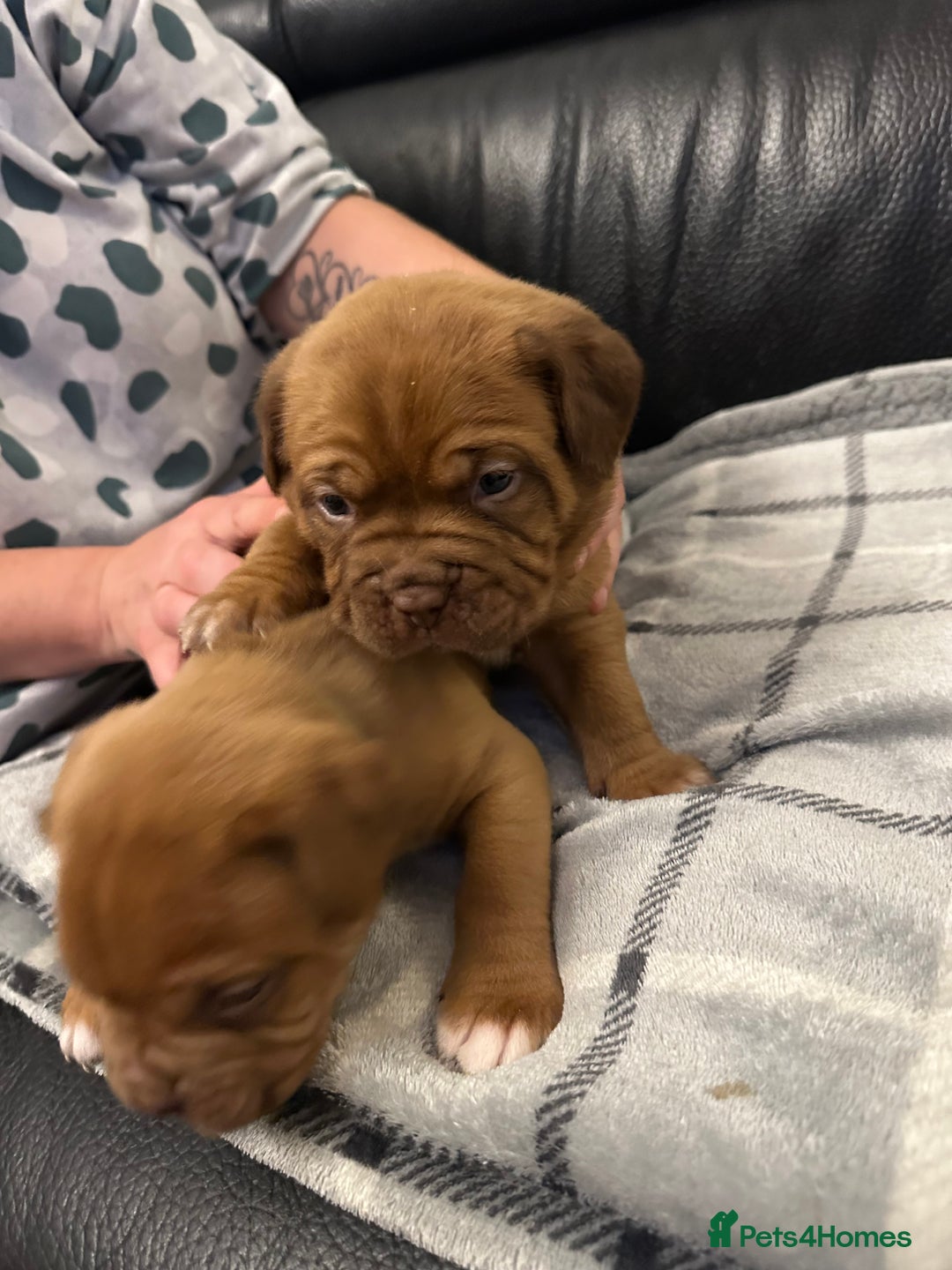 Dogue De Bordeaux dogs for sale: Stunning litter kc Dogue de Bordeaux puppies - Image 3