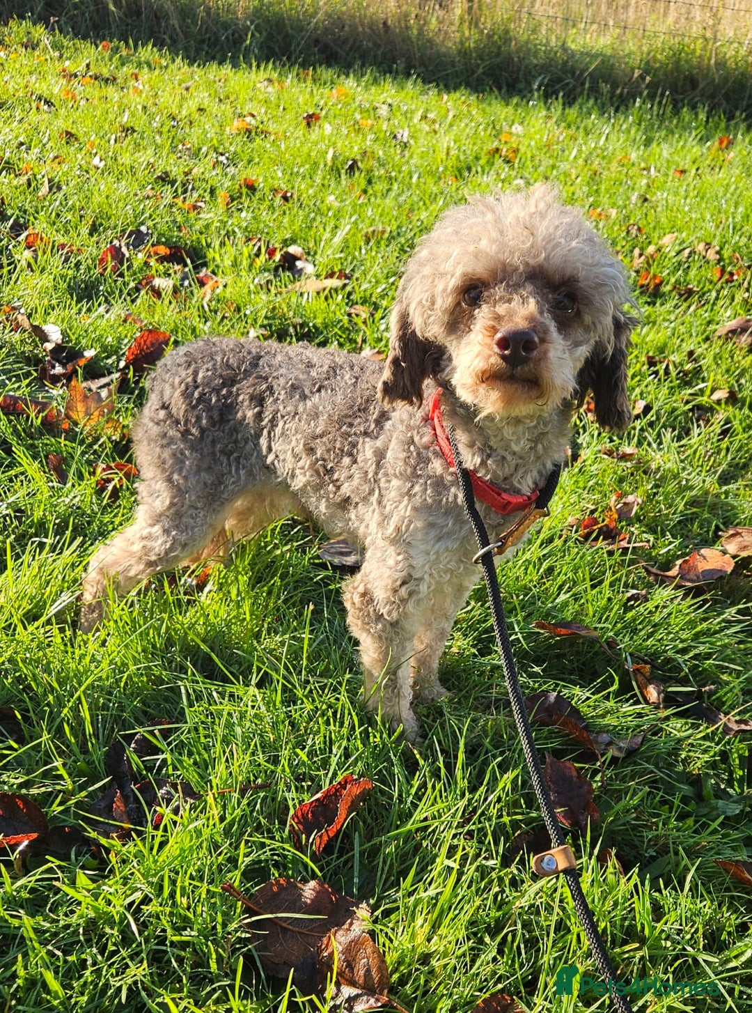 Toy Poodle dogs for sale: Toy Poodle chocolate Phantom - Advert 3