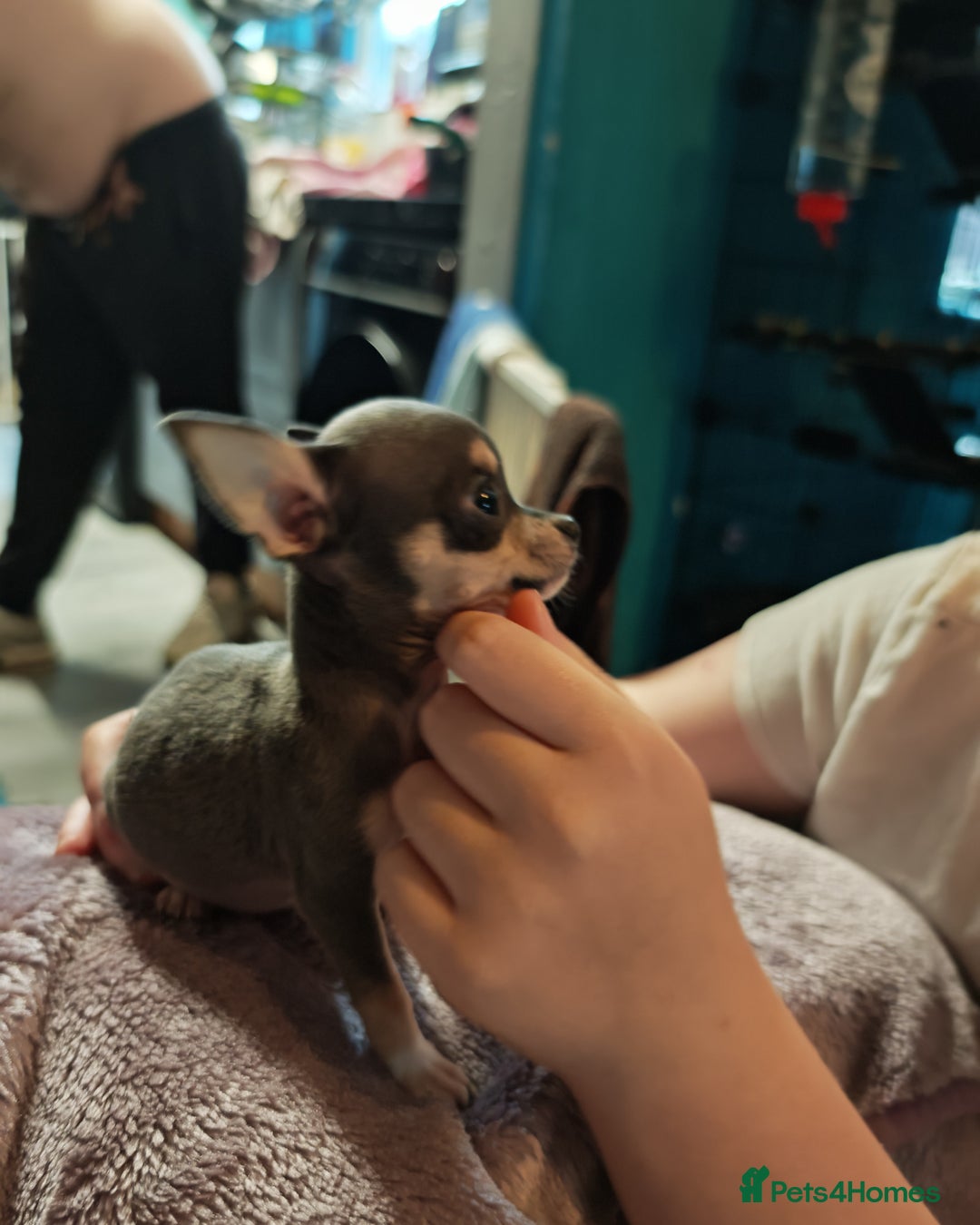 Chihuahua dogs for sale: Apple head chihuahua puppys - Image 3