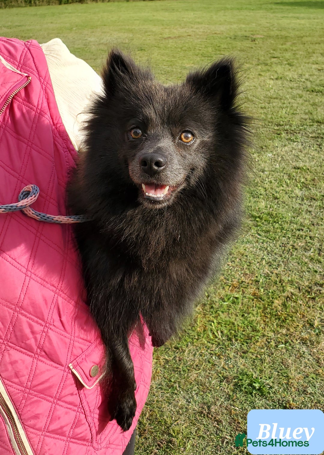 German Spitz dogs for sale: Bluey & Bingo looking for Loving Homes.  - Advert 29