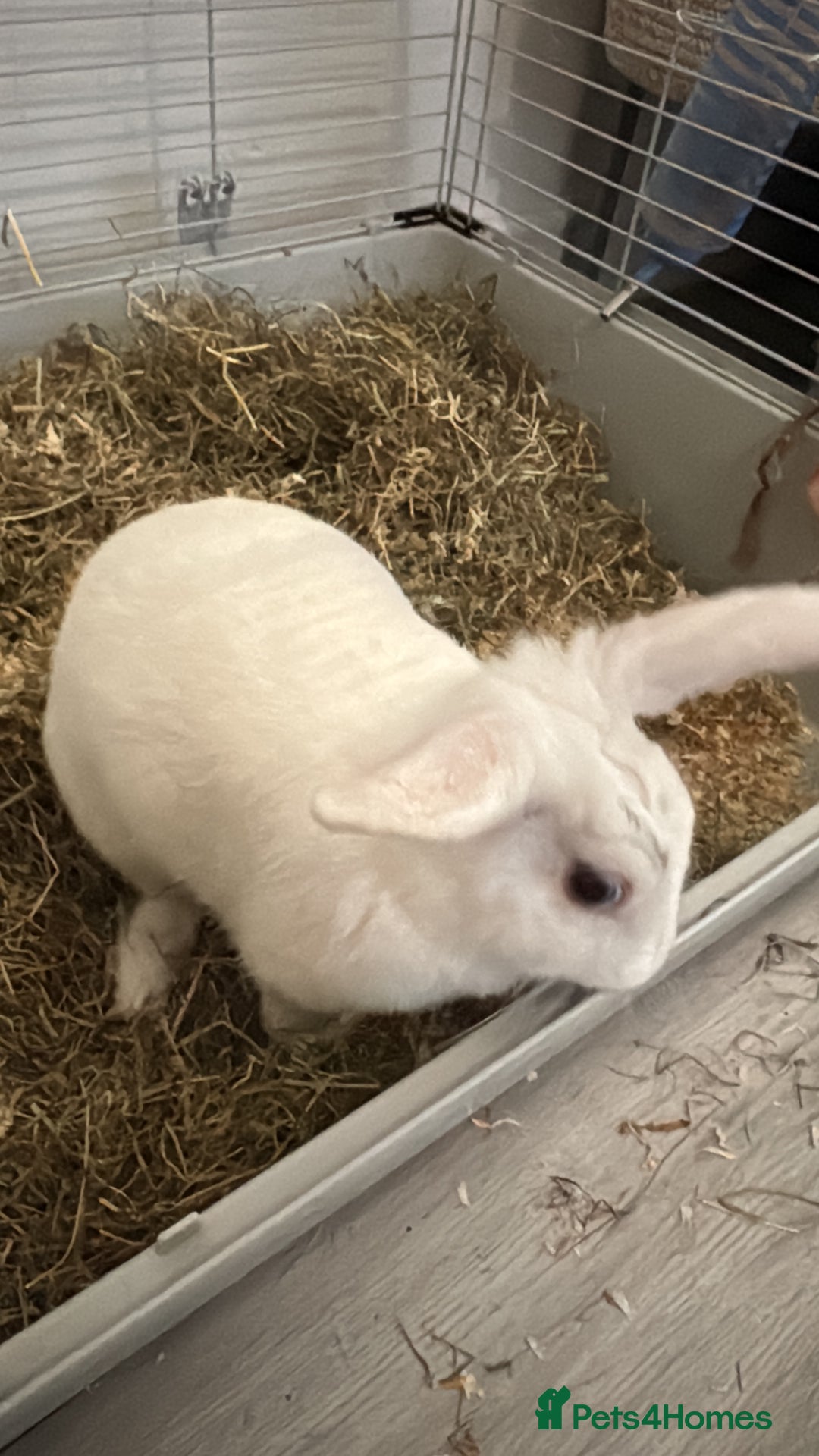 Californian rabbits for sale: 2 rabbits for sale - Advert 3