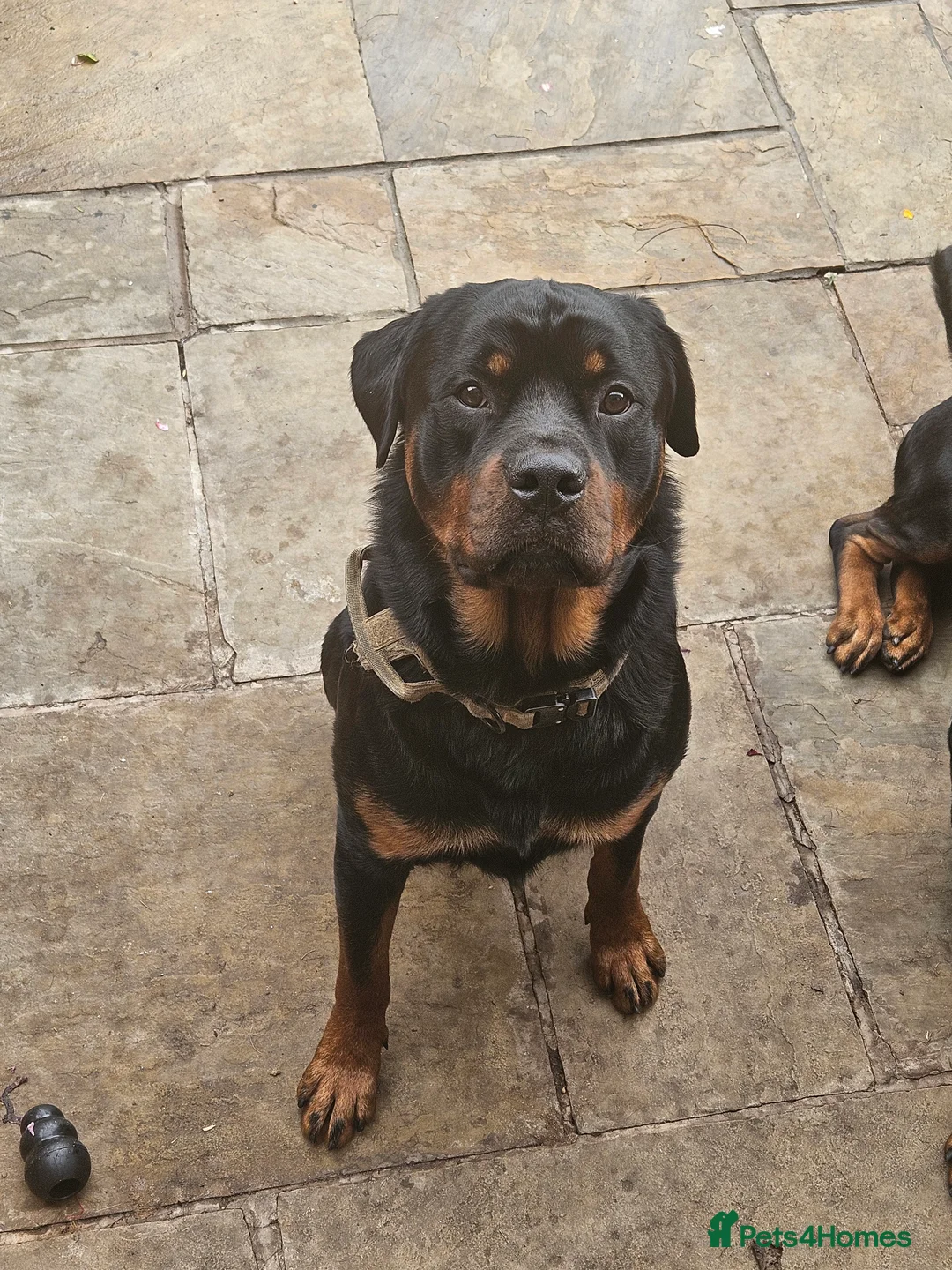 Rottweiler dogs for stud: Rottweiler stud halifax proven  in Halifax - Advert 5