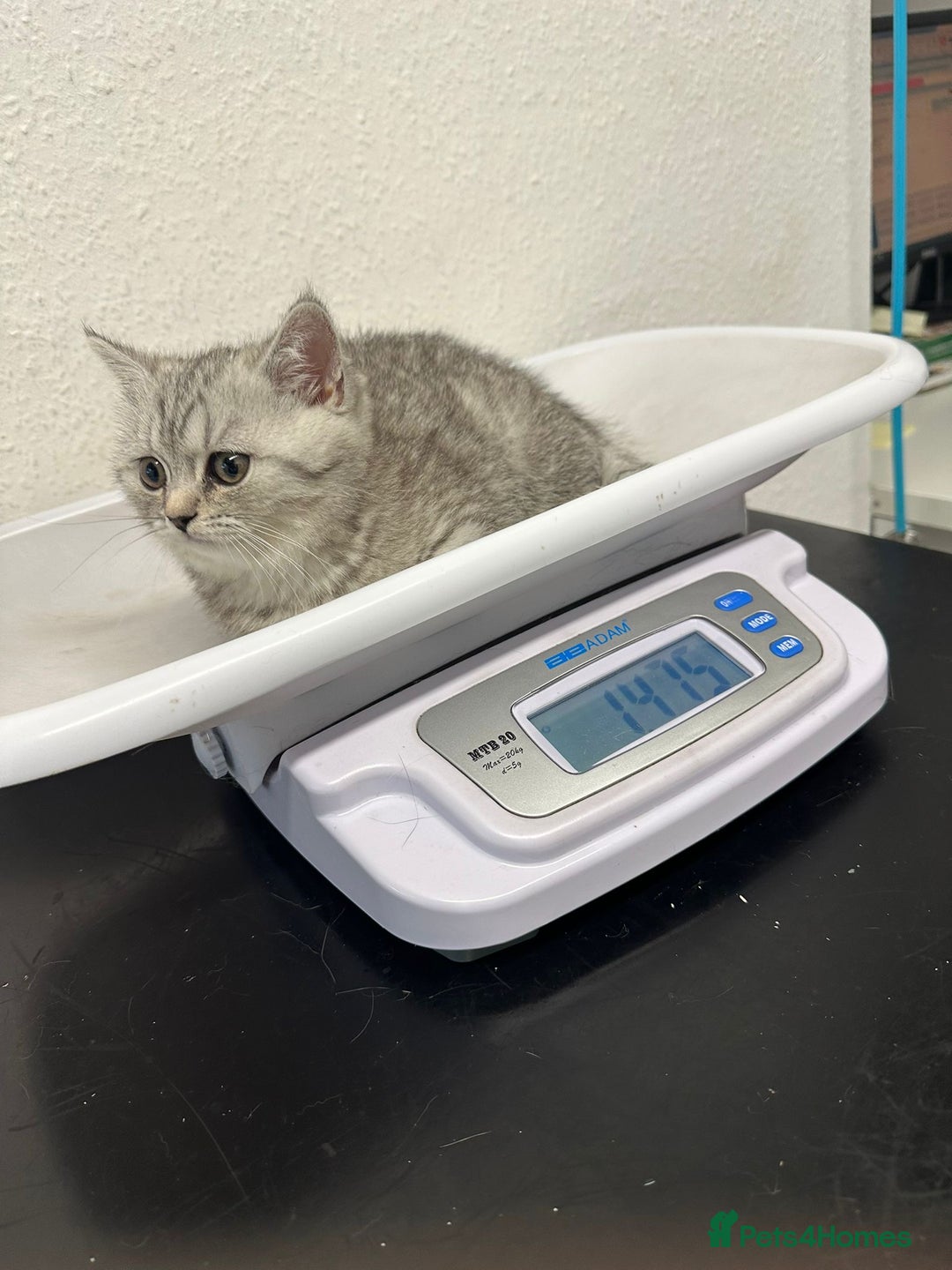 British Shorthair cats for sale: 😻Beautiful BSH Active GCF Kittens🌈 Ready Now! - Image 9