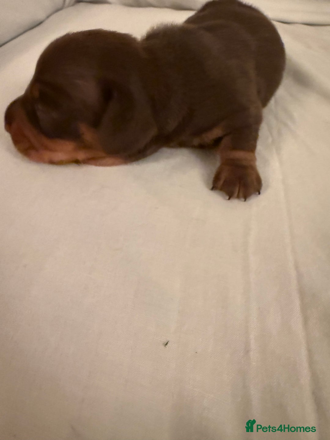 Dachshund dogs for sale: Miniature Dachshund puppies for sale - Advert 38