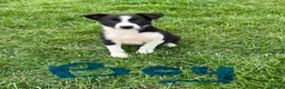 Border Collie dogs for sale: ⭐️2 Border Collie Pups left⭐️ - Advert 9