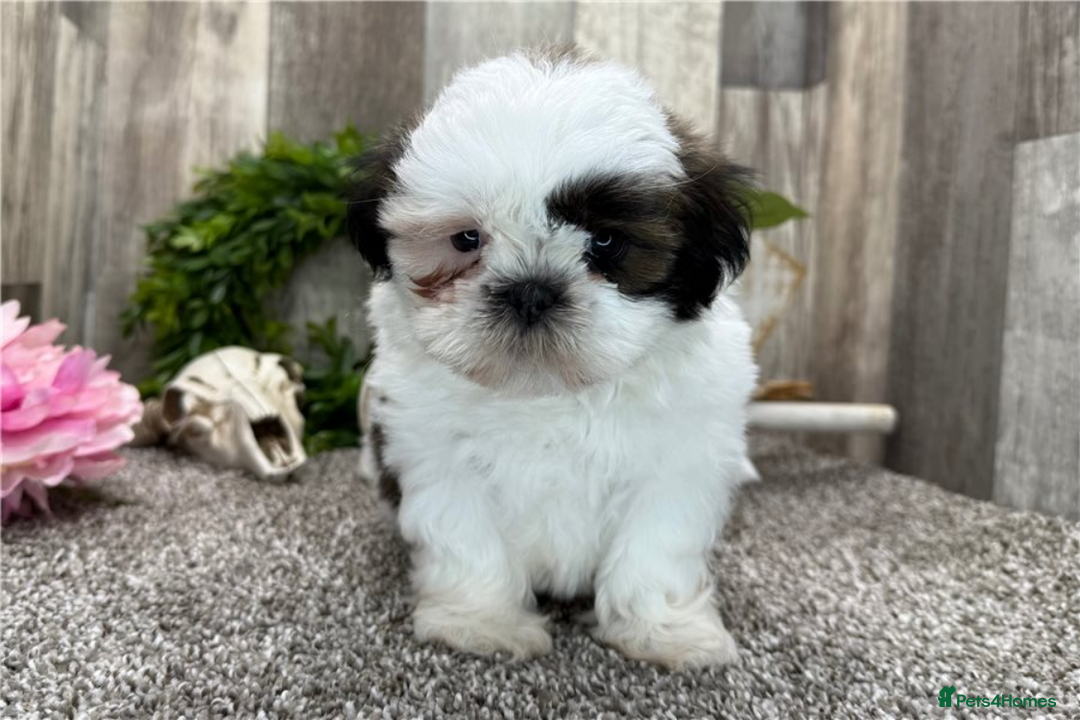 Shih Tzu dogs for sale: Adorable Shih Tzu Puppies Ready for Forever Homes - Image 4