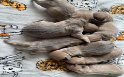 Jack Russell dogs for sale: Rose meadow jacks  - Image 9