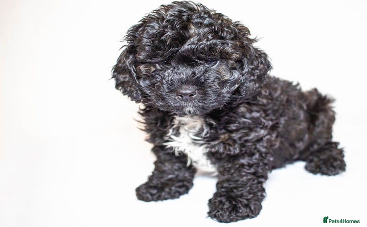 Mixed Breed dogs Havapoo. Best dogs ever. - Advert 4