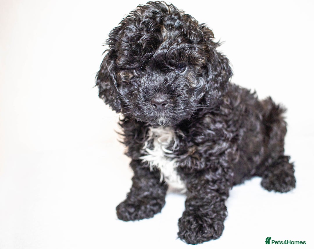 Mixed Breed dogs for sale: Havapoo. Best dogs ever. - Advert 1