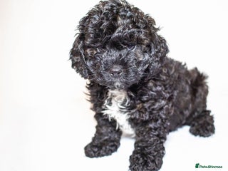 Mixed Breed dogs Havapoo. Best dogs ever. - Advert 3