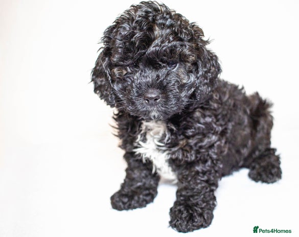 Mixed Breed dogs Havapoo. Best dogs ever. - Advert 1