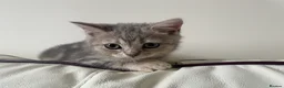 British Shorthair cats for sale: British Blue Shorthair Silver Tabby kittens - Advert 23