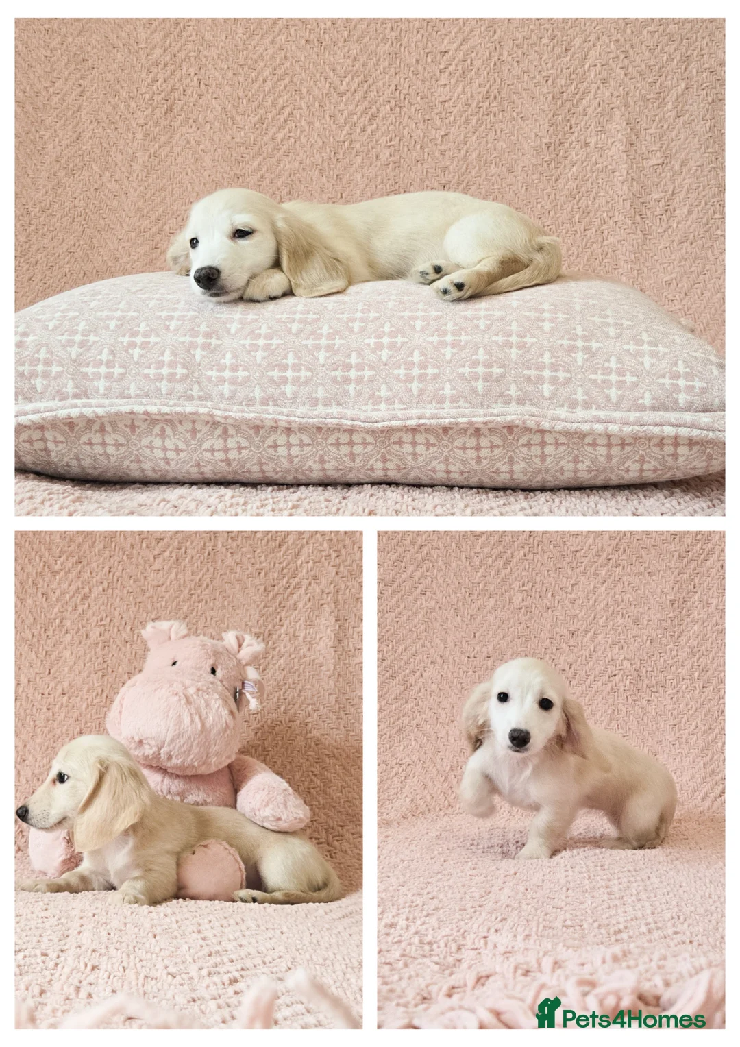 Miniature Dachshund dogs for sale: Mini Longcoat Dachshund Puppies - Advert 2