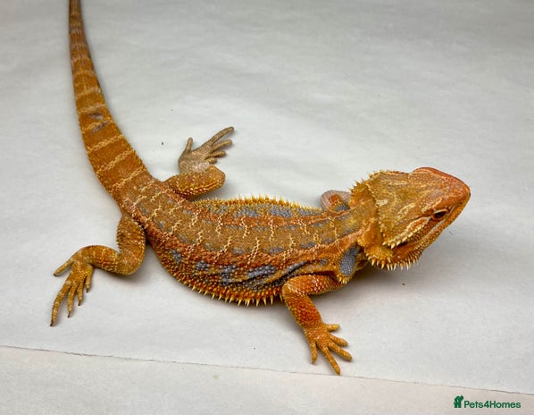 Bearded Dragon reptiles - Advert 1