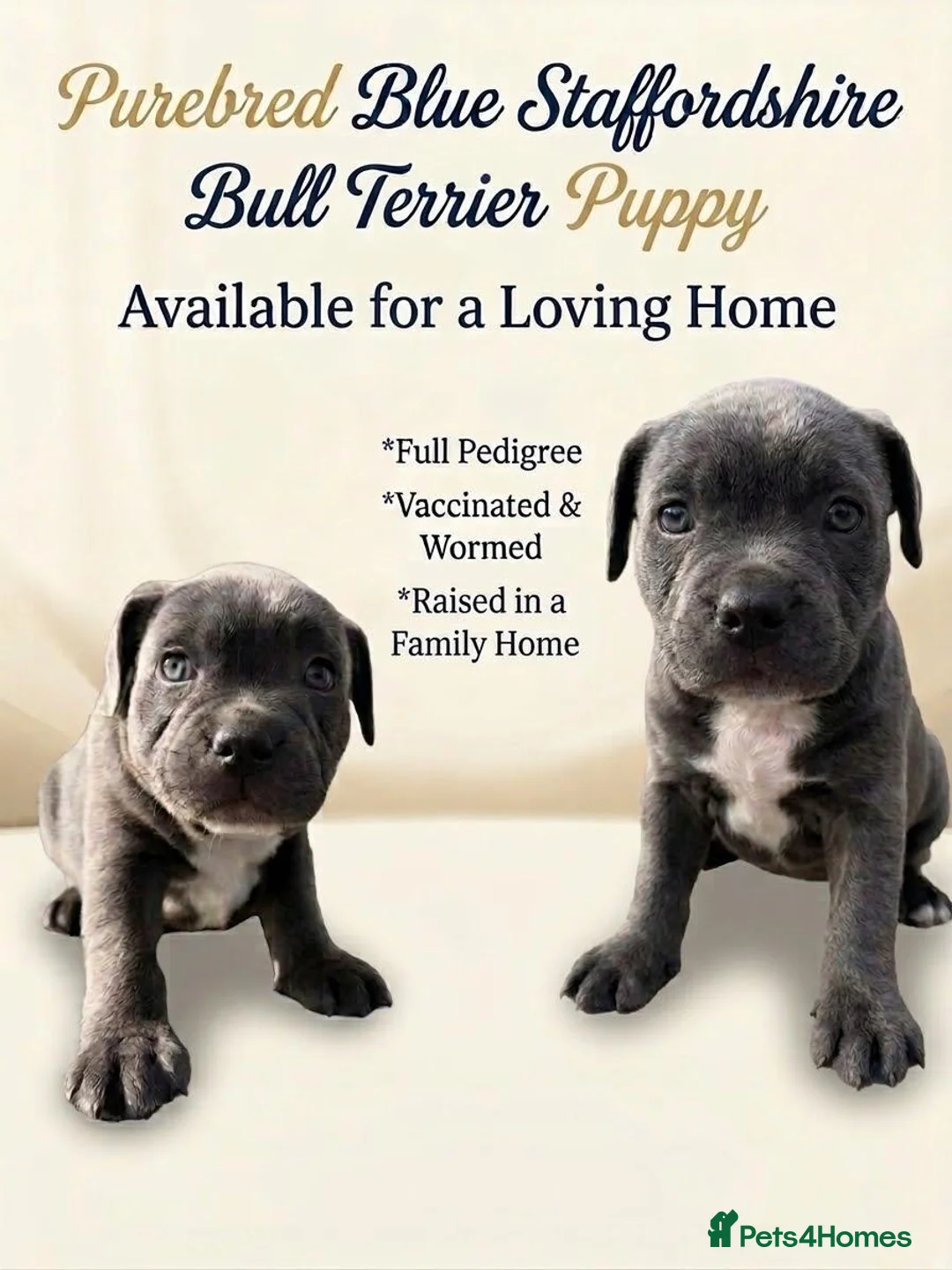 Staffordshire Bull Terrier dogs for sale: Blue Staffordshire Bull Terrier in Norwich - Advert 2