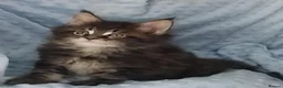 Maine Coon cats for sale: GCCF REGISTERED MAINE COON KITTENS FOR SALE  - Advert 11