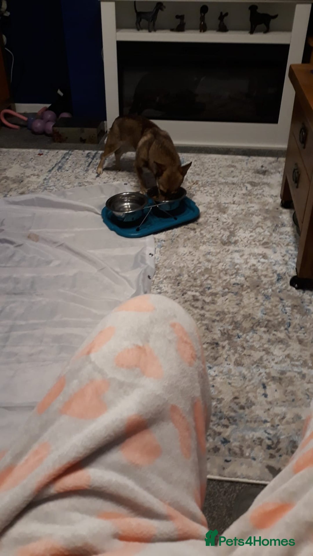 Mixed Breed dogs for adoption: FOXY - a Lovely, shy girl, for a very Loving Home - Advert 14