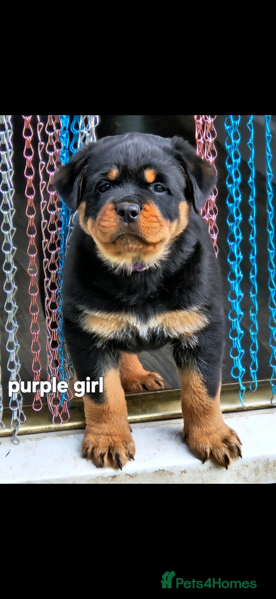 Rottweiler dogs Beautiful rottweiler puppies  - Advert 6