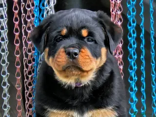 Rottweiler dogs Beautiful rottweiler puppies - Advert 2