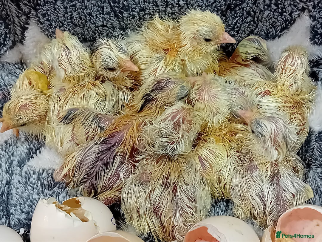 Chickens poultry for sale: Beautiful, days old Serama Chicks Available in Ruardean - Image 9