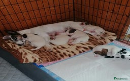 Fox Terrier dogs for sale: Smooth Fox Terrier  - Image 3