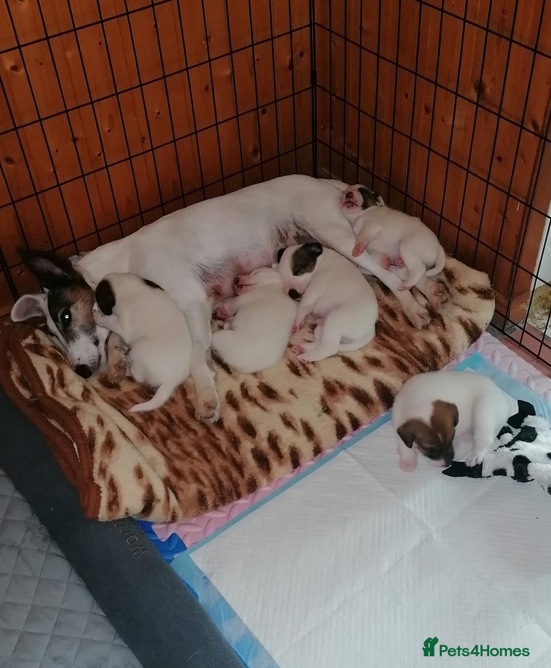 Fox Terrier dogs for sale: Smooth Fox Terrier  - Image 3