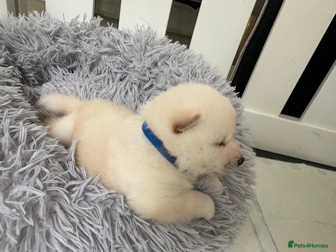Japanese Shiba Inu dogs for sale: Japanese Shiba Inu puppies - Image 14