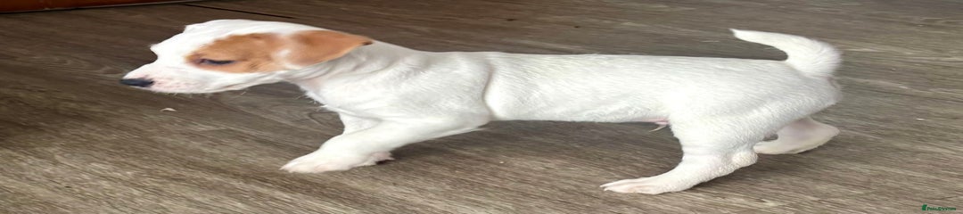 Jack Russell Puppy 1