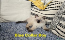Ragdoll cats for sale: Beautiful ragdoll kittens - Image 4