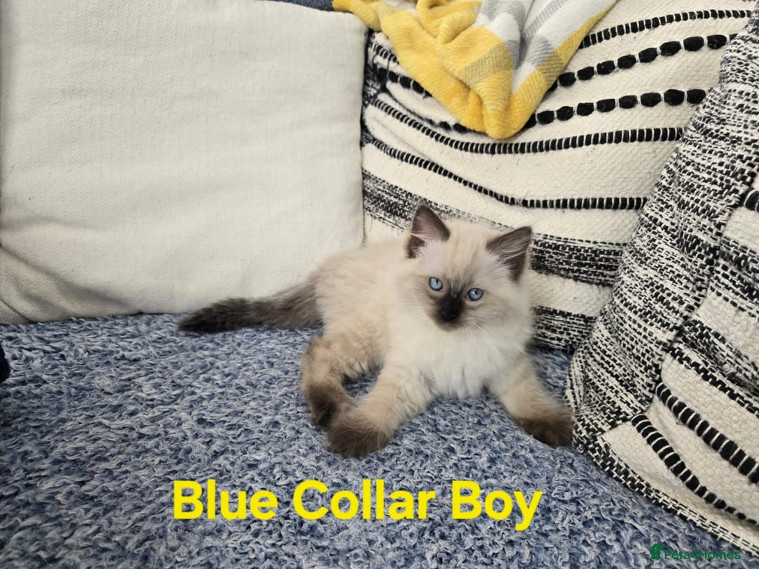 Ragdoll cats for sale: Beautiful ragdoll kittens - Image 4