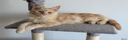 Maine Coon cats for sale: Pure maine coon kittens for sale - Advert 10