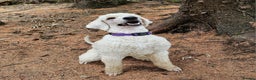 Standard Poodle dogs for stud: Health tested black phantom wrapped in cream  - Advert 4