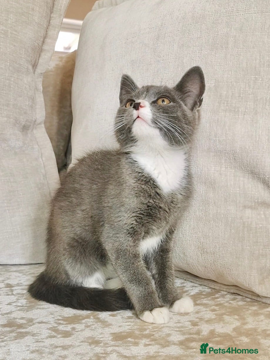 Mixed Breed cats Ragdoll X BSH Kittens - Advert 17