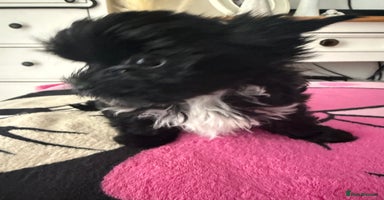 Yorkshire Terrier dogs - Advert 7