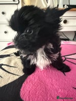 Yorkshire Terrier dogs - Advert 7