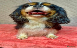Cavalier King Charles Spaniel dogs for adoption: Dolce: The Dog They Left to Die in Silence - Image 2