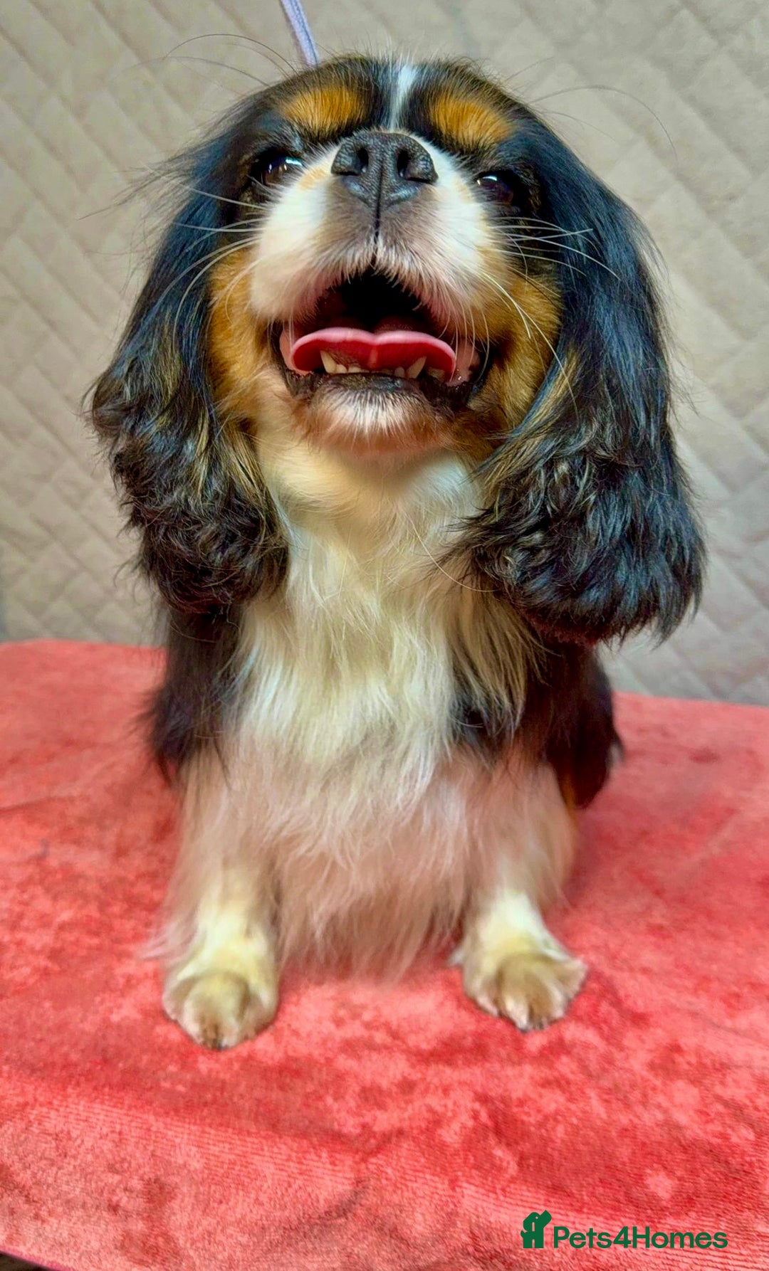 Cavalier King Charles Spaniel dogs for adoption: Dolce: The Dog They Left to Die in Silence - Image 2