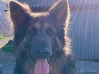 German Shepherd dogs German Shepherd standing at stud only in Stafford - Advert 22