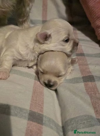 Maltese dogs - Advert 5