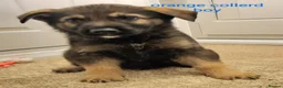 German Shepherd dogs for sale:  German shepherd pups for sale - Advert 6