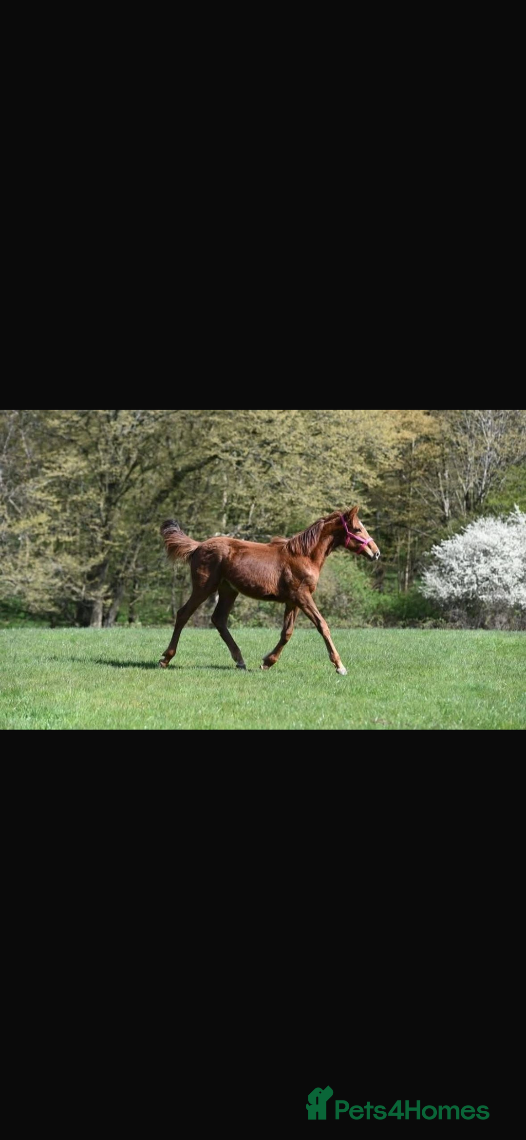 Irish Sports horses for sale: 15.2hh ISH chestnut mare  - Advert 1