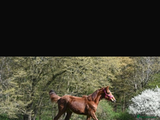 Irish Sports horses 15.2hh ISH chestnut mare - Advert 1