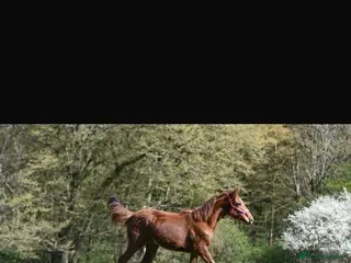 Irish Sports horses 15.2hh ISH chestnut mare - Advert 10