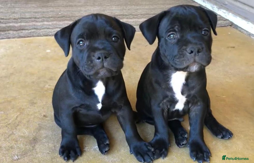 Staffordshire Bull Terrier dogs for sale: Staff Puppies  - Image 5