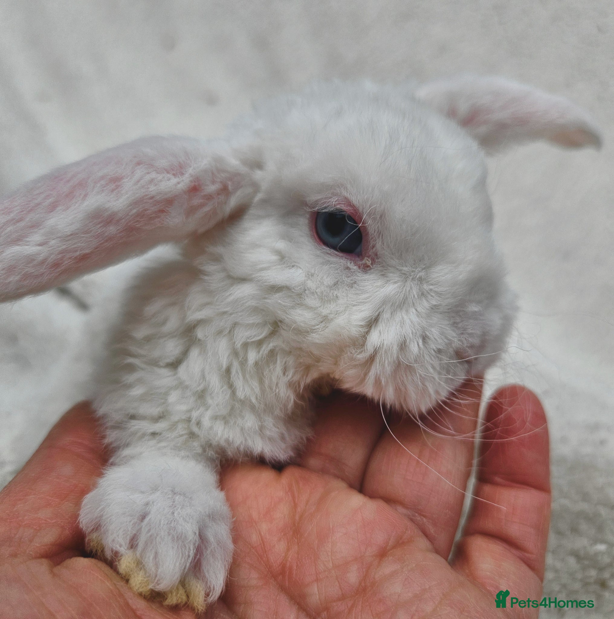 Mini Lop rabbits Mini Plush Lops - Suffolk - Advert 2